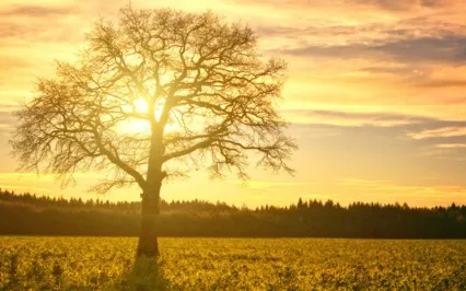 Your Tree Of Knowledge