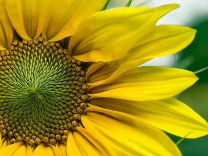 Your Unique Mandala Of Now