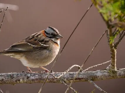 Zauberhafte Vogelstimmen im Schwarzwald