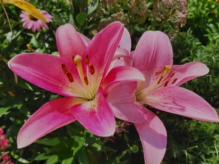 Здоровое Мудрое Детство. Настроение, Атмосфера Любви