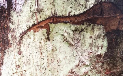 Zen Breath 10 Minutes Guided Meditation