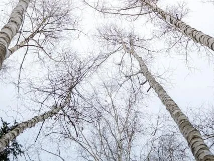 Zen Drop 10: Calm Before Sleep Mantra