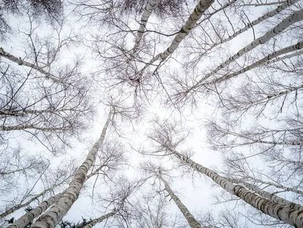 Zen Drop 2: One Per Day Keeps Bad Karma Away