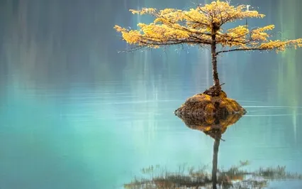 Zen: Emptiness & Dependent Co-Arising