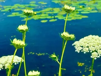 Zen: Exhausting A Final Breath