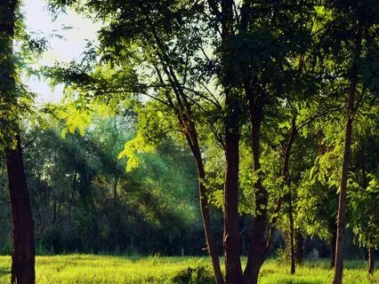 Zen Harmony - Breathwork Serenade