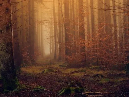 Zen Harmony Meditation For Calm