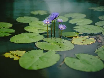 Zen Master Tozan's Hot And Cold: Body/Mind Practice