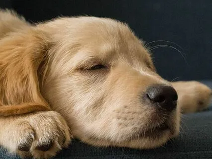 Zen Meditation Music For Positivity And Peace