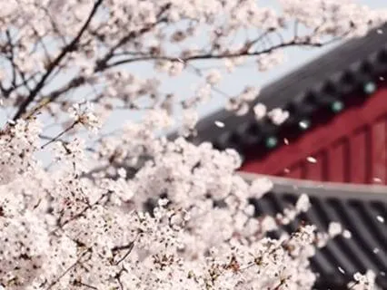 Zen Music For Meditation Japanese Temple And Blooming Sakura