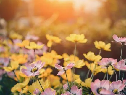 Zen Music For Sleep | 11 Hours