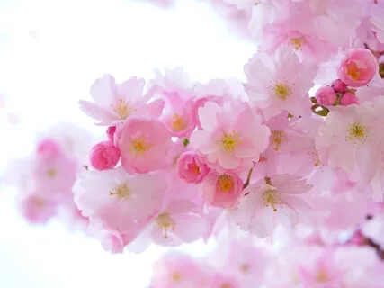 Zen Music For Yoga & Meditation