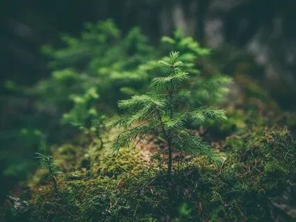 Zen Prayers For Today & Now