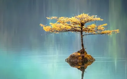 Zen River Chimes Nature Sounds Of Healing