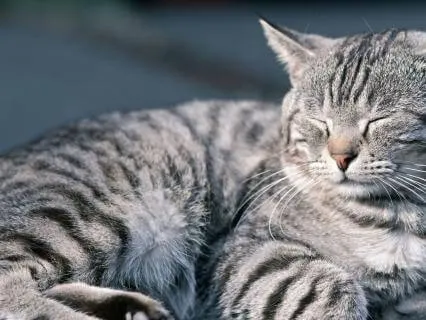Zen Stories For Sleep: Volume 4 Of 9 - Animal Wisdom