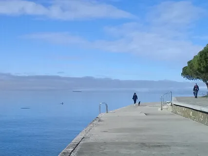 Животная Прогулка