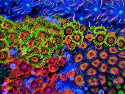 Zoa Sky (Bardo Float III) - Albedo Bend