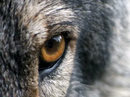 Wolf Wisdom Meditation