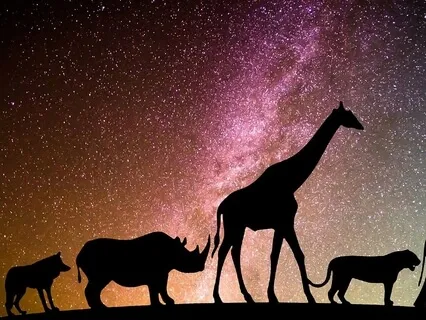 Zoo Story (Part 1) - Kelti & The Giraffe