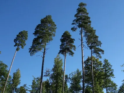 ZYQ -  Music For Qi Gong "Big Tree Practice" 