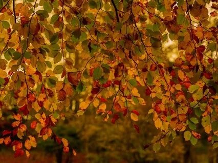 Solar Plexus Chakra - Solfeggio Frequency 528 Hz