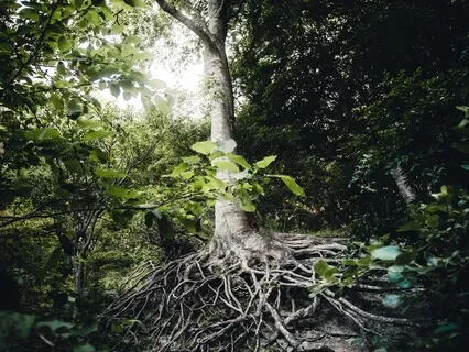 The Root -1st Chakra