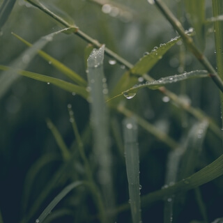 Ambient Rain and Birds Singing: Mindful Birdsong and Light Rain