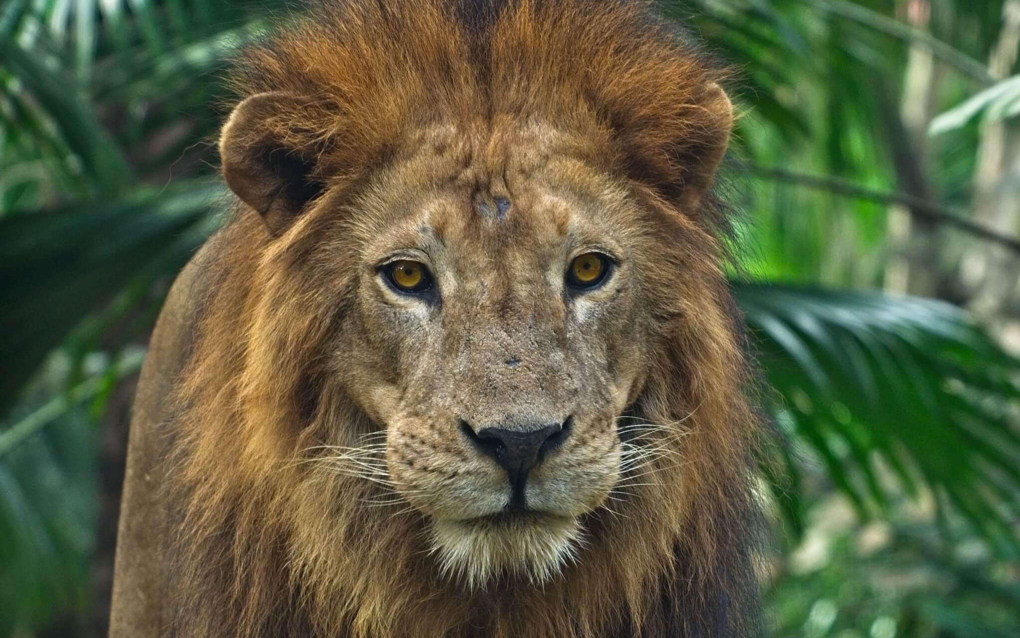 Anger Release: SOS Series