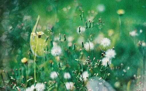 Spring Yoga Nidra For Healing Fatigue & Burnout