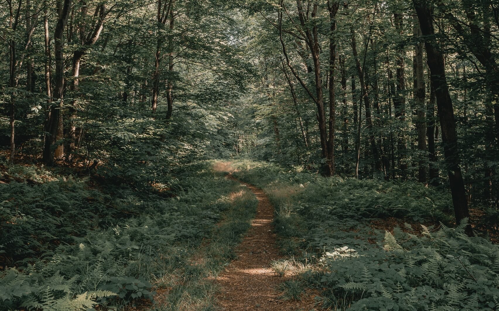 Guided Breath Practice To Down Regulate Your Nervous System