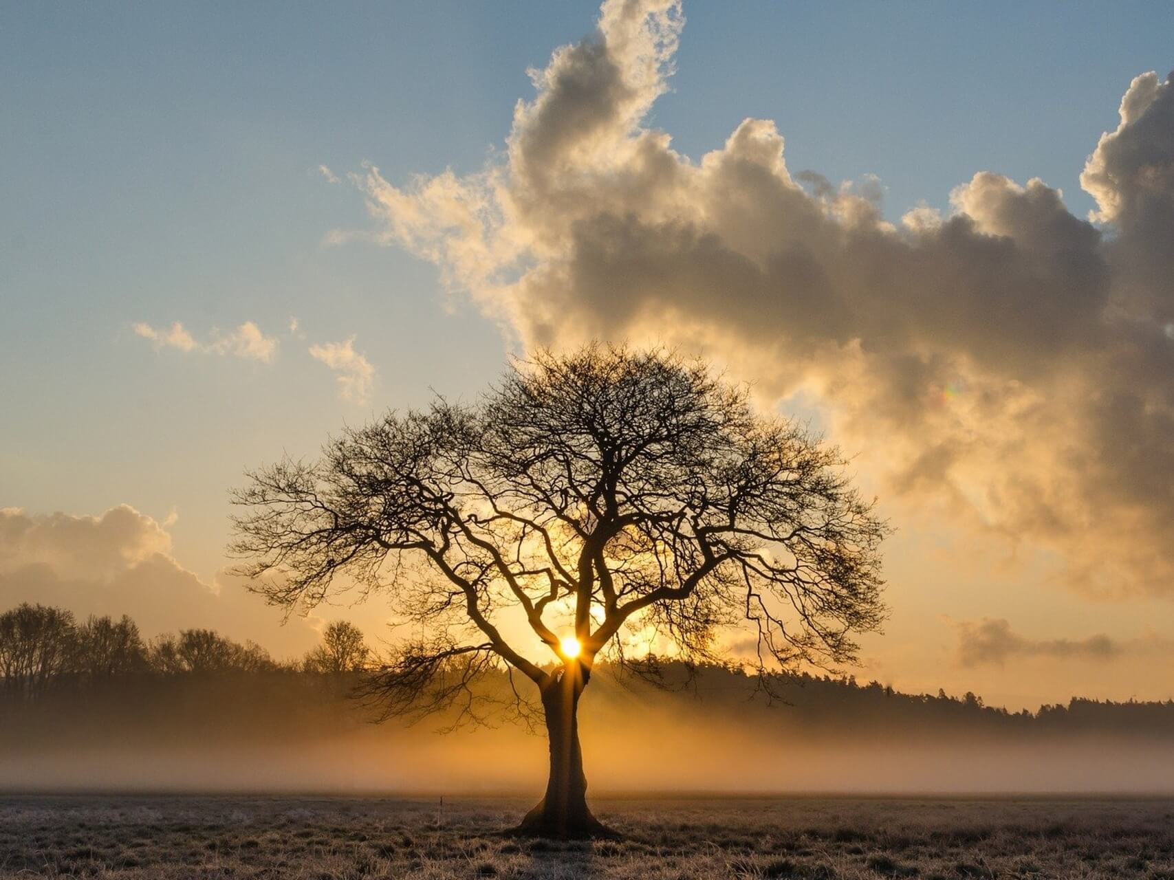 Rooting Visualisation