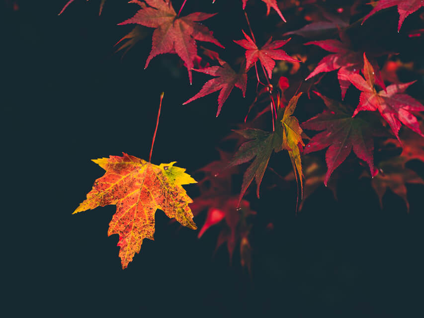 She Let Go - A Poem Written By Safire Rose | Estelle Godsman, Insight Timer