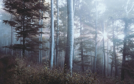 Yoga Nidra - Pranic Clearing