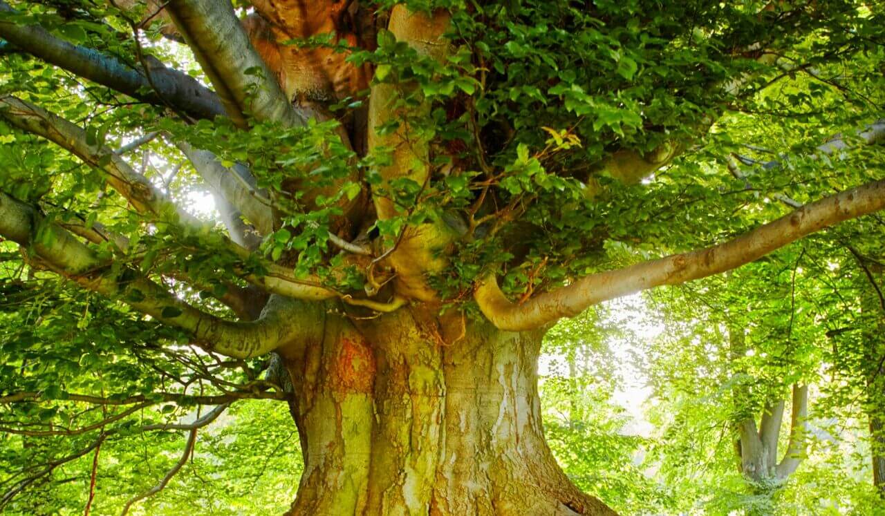 Connecting With Your Wise One