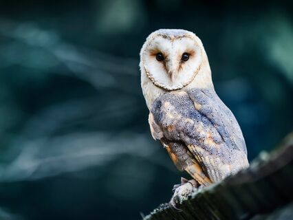 Sleep For Night Owls