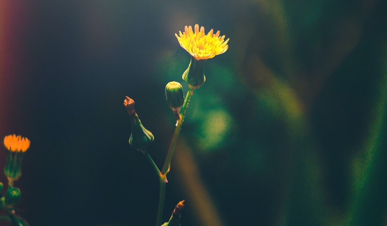 Journey To Bliss: Sensory Awareness And Peace