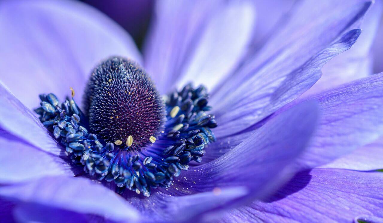 Violet Flame- Auric Field Cleanse