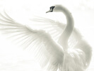 Release Anxiety And Fly With The Swan