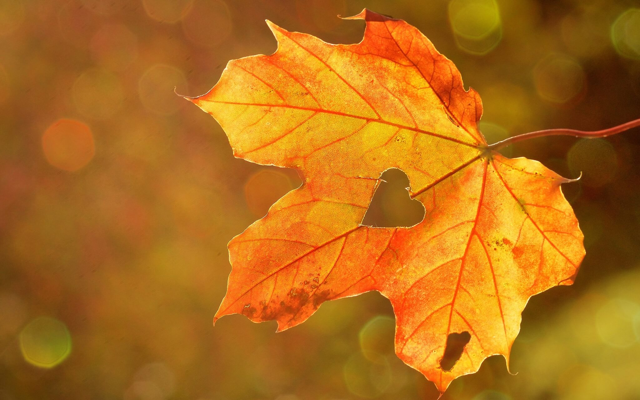 Visualizzazione Luna Piena Di Ottobre (Delle Foglie)