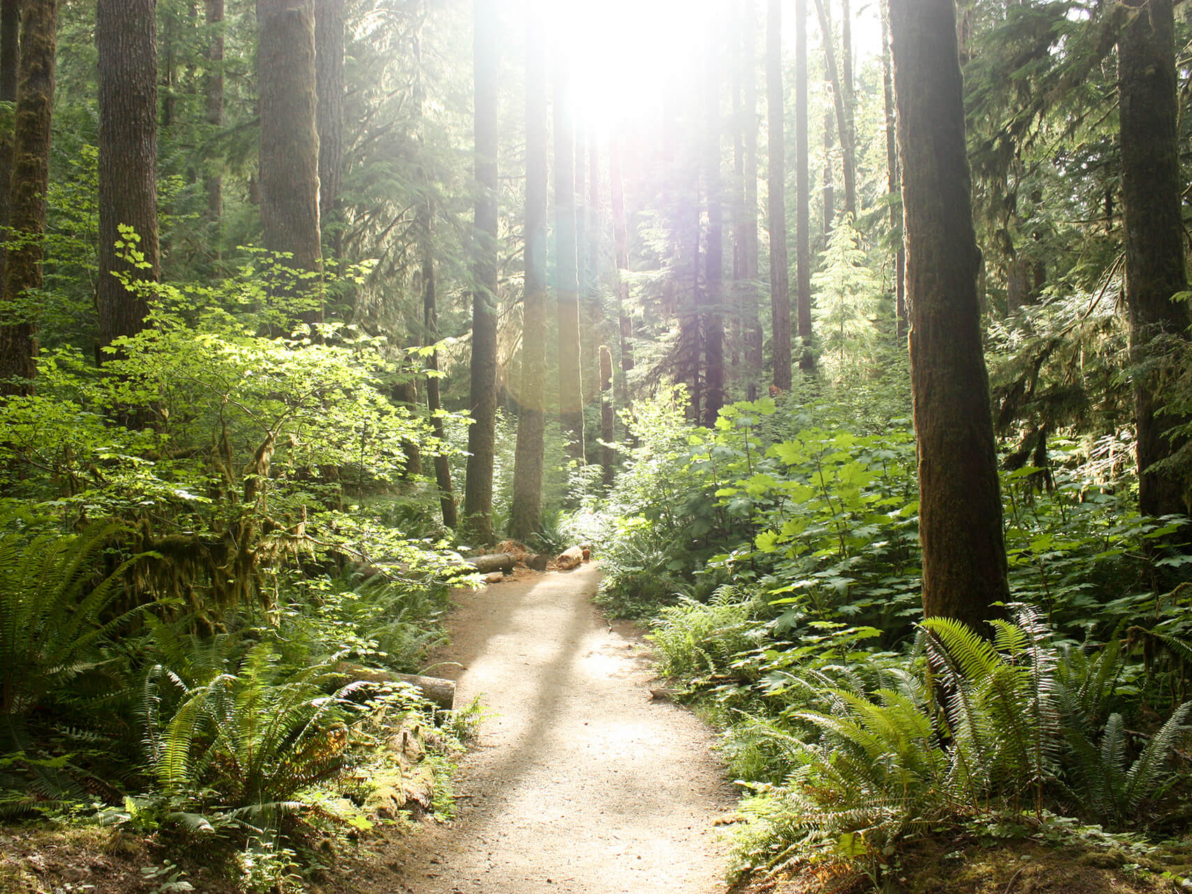 Trauma-Sensitive 54321 Grounding Exercise