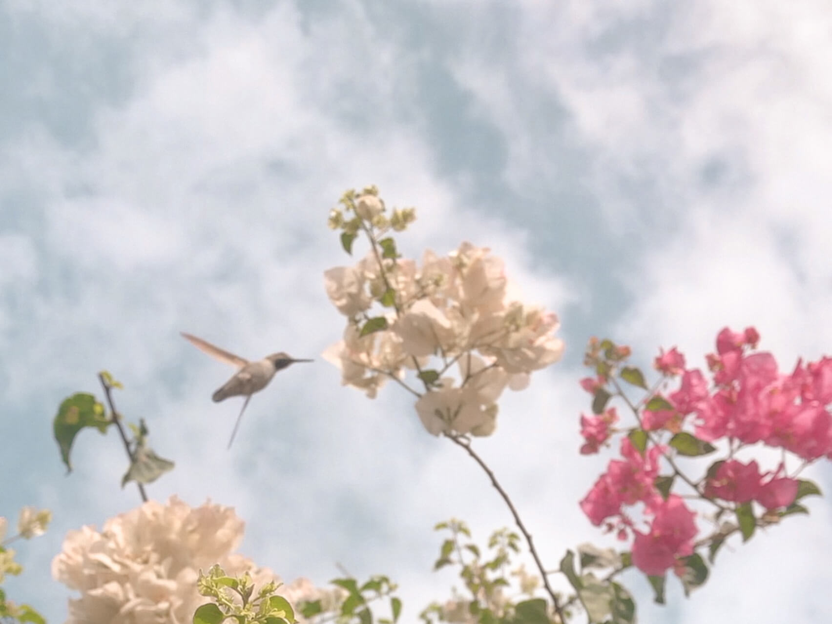 Let Go Of Eating Disorder Behaviors - Transformational Behaviors Practice For Bingeing, Anorexia, Bulimia, Addiction + More