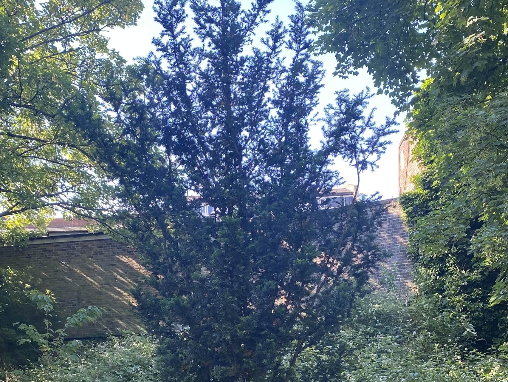 Loving Kindness Meditation