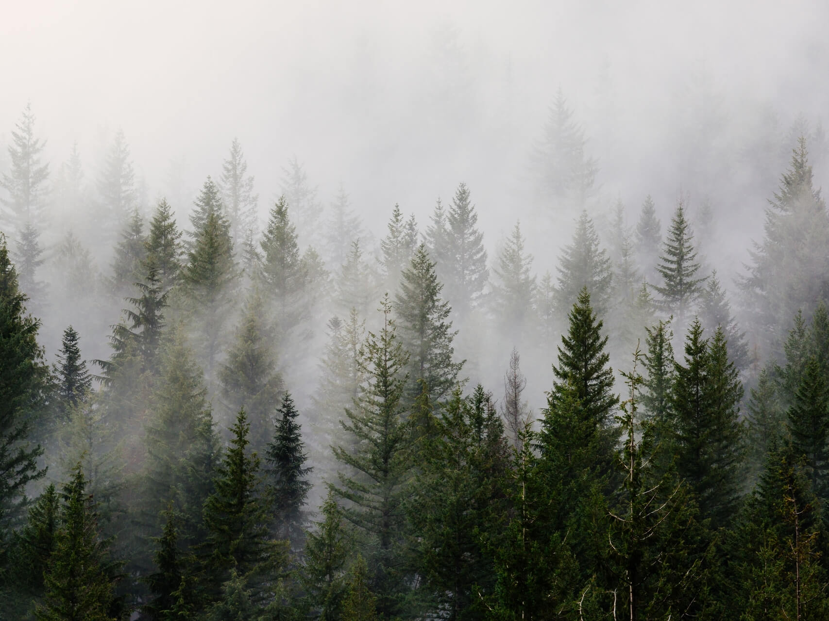 Listening To Your Inner World - Parts Work Internal Family Systems (IFS) Therapy