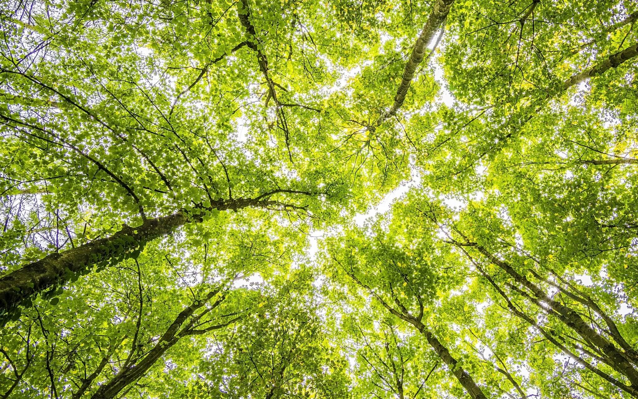 Before Exam Visualization Meditation