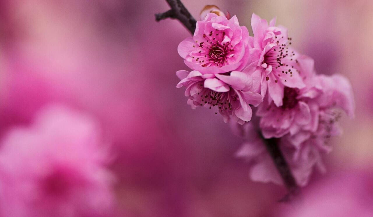 Chi Kung De Los 5 Organos