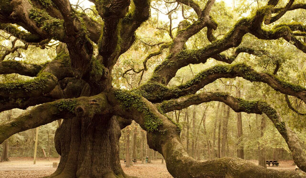 Deep Sleep: Celestial Tree Of Life: Soul Journey