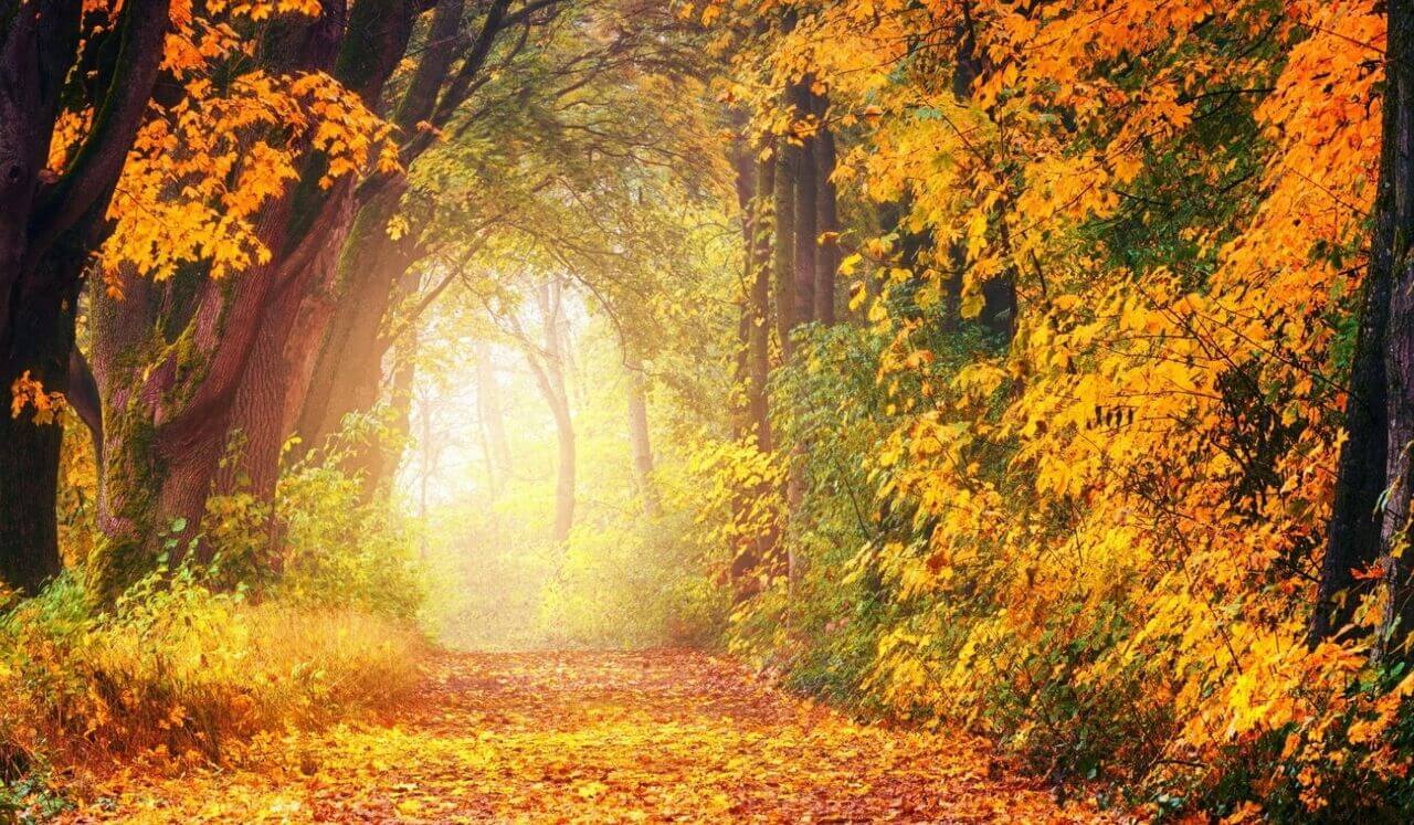 Release Trauma Signals - Grief