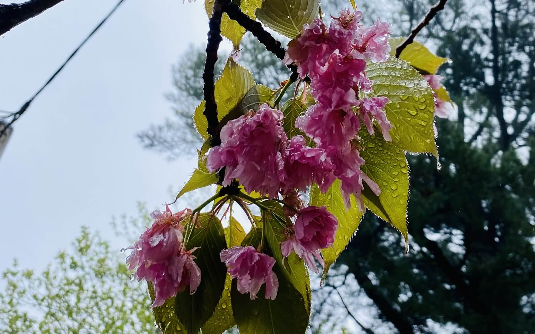 Affectionate Breathing Long Practice