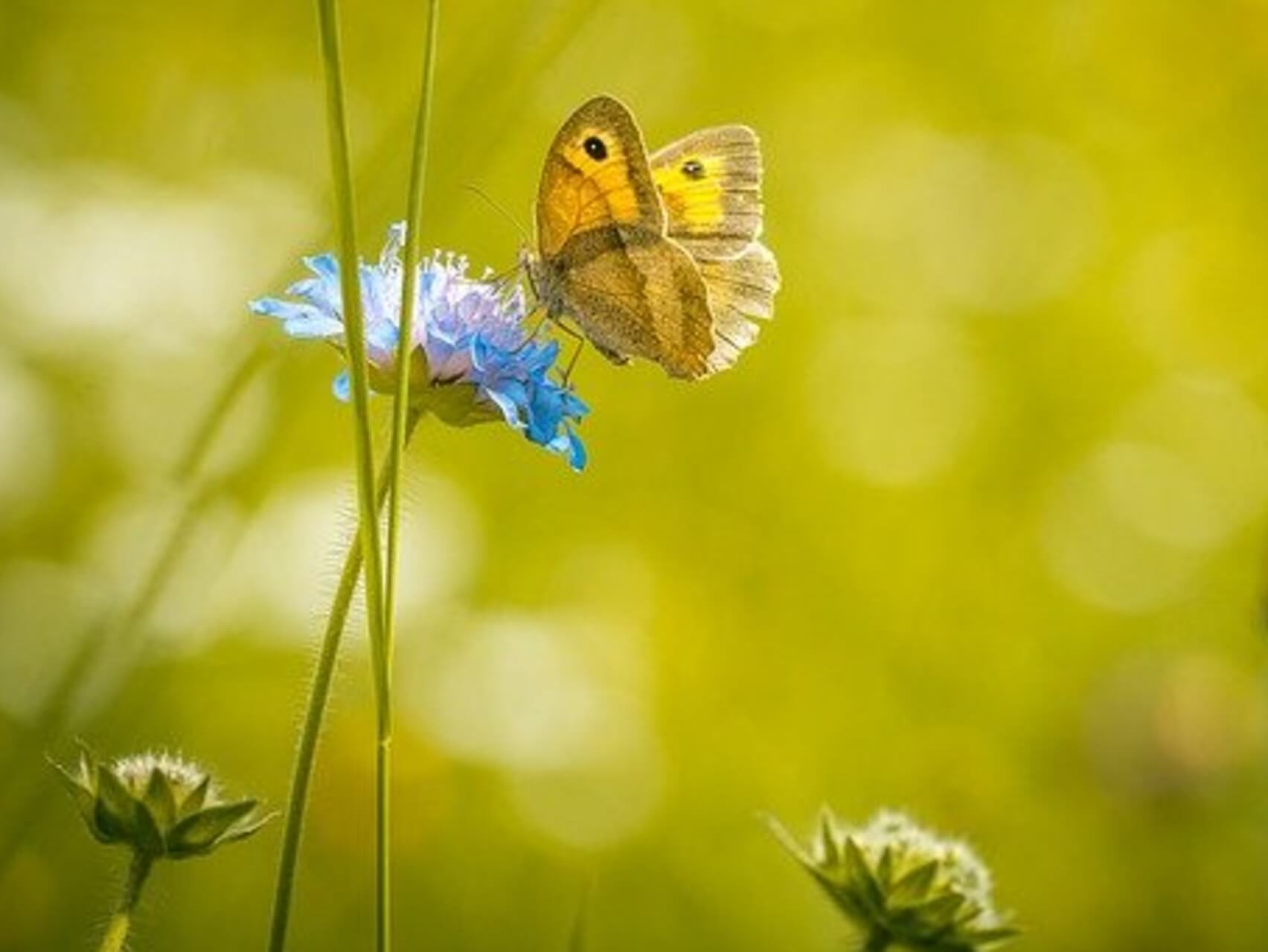 Peaceful Visualization To Soothe Stress And Anxiety