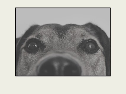 Lost Pet Meditation Alexandra Fleder